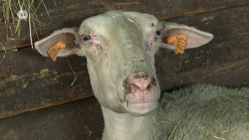 Schapenhouders liggen wakker van blauwtongvirus