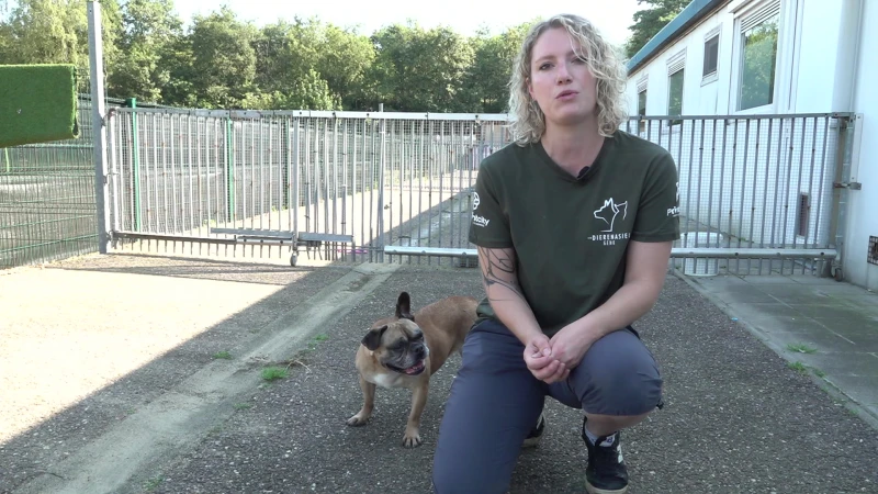 Dierenasiel Genk zit overvol: 80 honden en 200 katten zoeken baasje