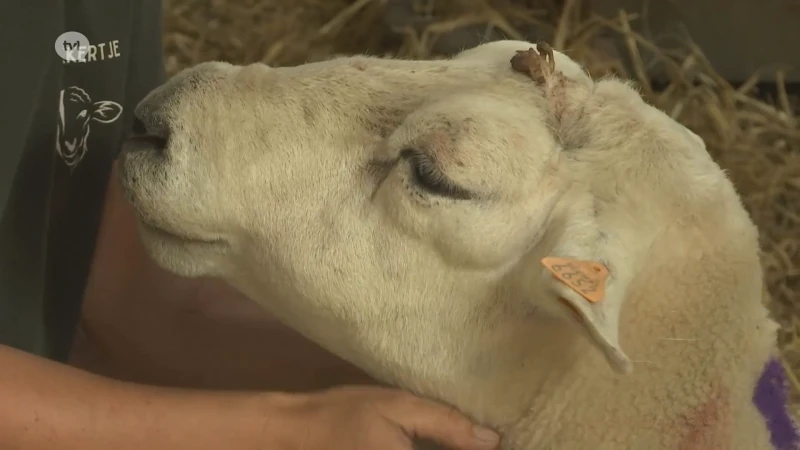 Schapenboeren krijgen geen subsidie voor vaccin blauwtongvirus