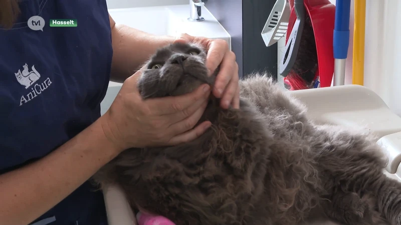 Dierenarts waarschuwt voor kattenziekte en roept op tot vaccinatie