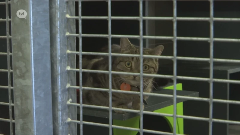 Dierenpolitie Sint-Truiden neemt 21 verwaarloosde honden en katten in beslag