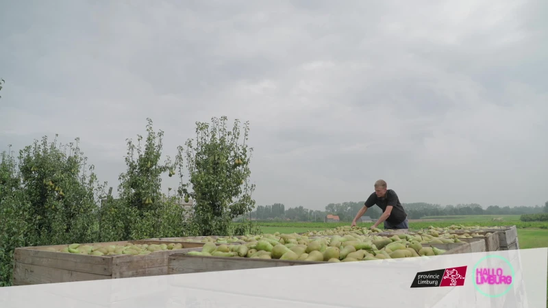 WOA - perenteelt