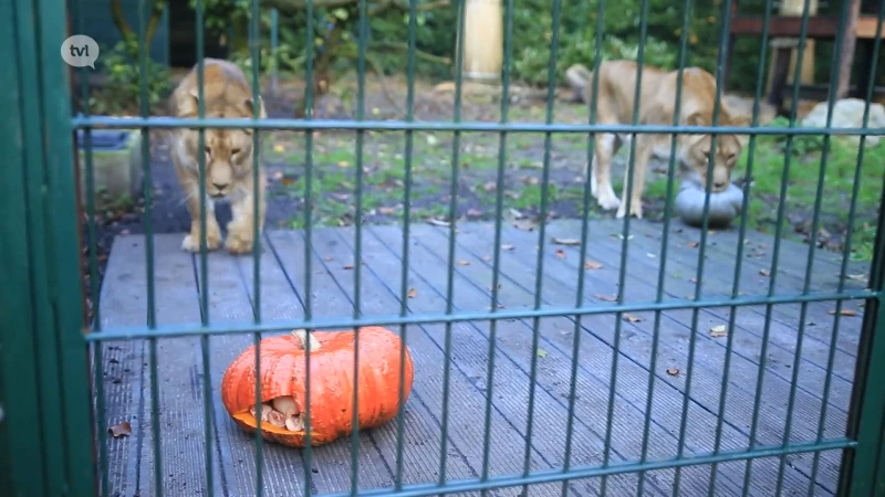 Ook leeuwen en tijgers vieren Halloween in het Natuurhulpcentrum