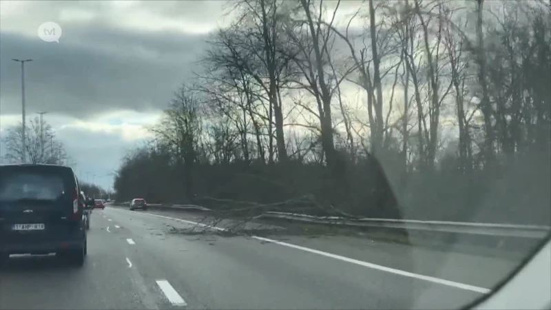 Twee omgevallen bomen versperren rijstrook op N80 in Hasselt