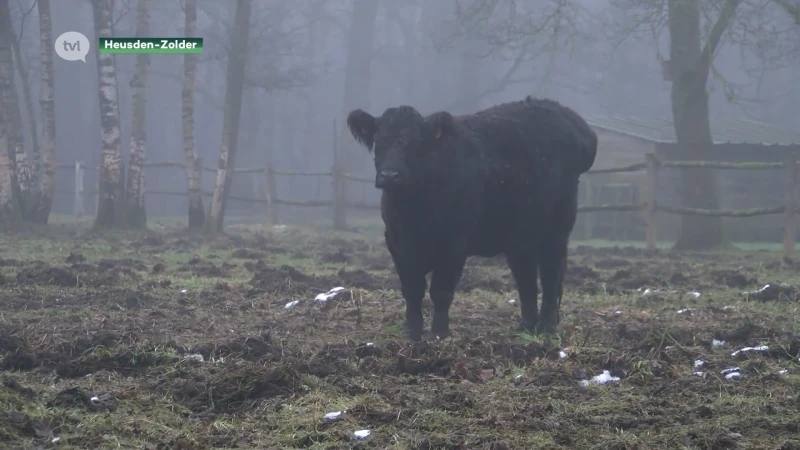 Vrouw zoekt adoptiegezin voor haar Gallowayrunderen omdat everzwijnen constant weides vernielen