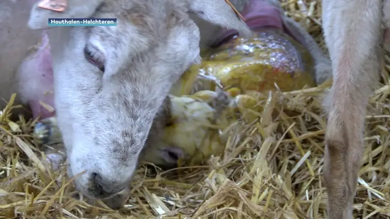 Blauwtong zorgt voor dubbel zo veel sterfte bij pasgeboren lammetjes