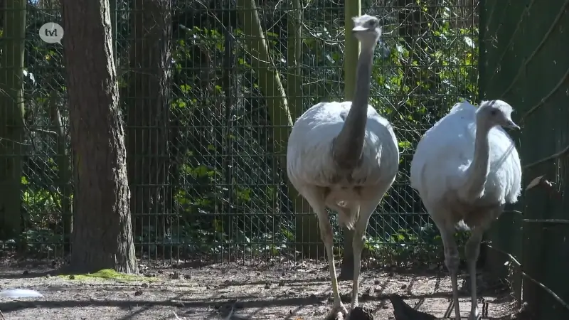 Wie kent de eigenaar van deze witte nandoe? Dier zwierf maandenlang rond in Halen.