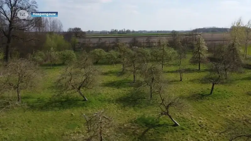 "Hoogstamboomgaarden in Haspengouw laten erkennen als UNESCO-werelderfgoed om ze te kunnen beschermen"
