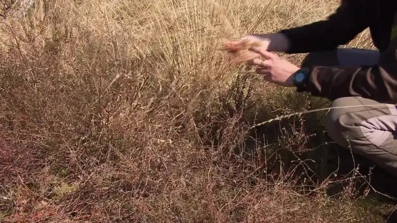 Limburgse rangers zijn extra waakzaam door verhoogd brandgevaar in Limburg
