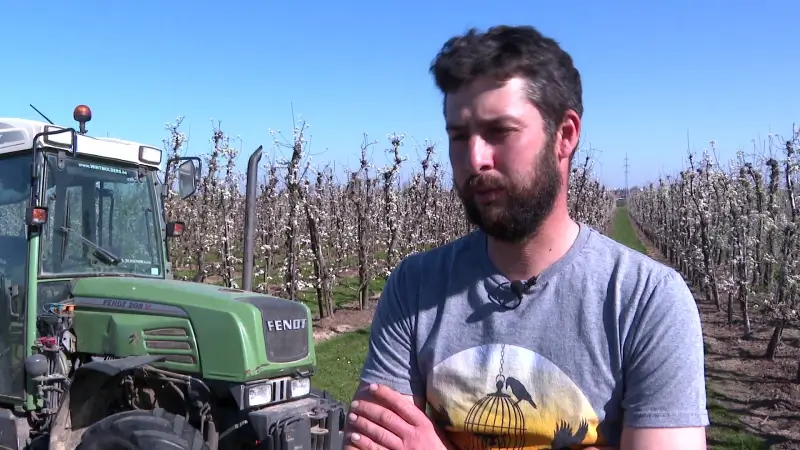 Truiense boer vraagt meer respect van bloesemtoeristen: "Mensen doen behoefte in plantage"
