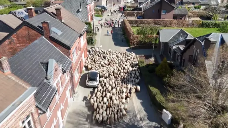 Prachtige beelden: 450 schapen trekken van Voeren naar Riemst