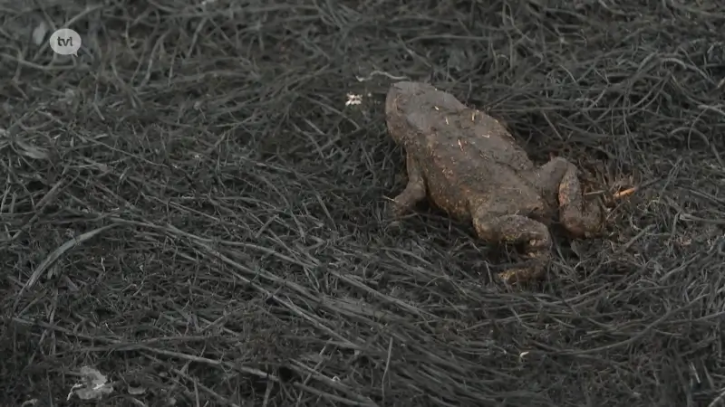 Vijf hectare natuur gaat in vlammen op in Mechelse Heide