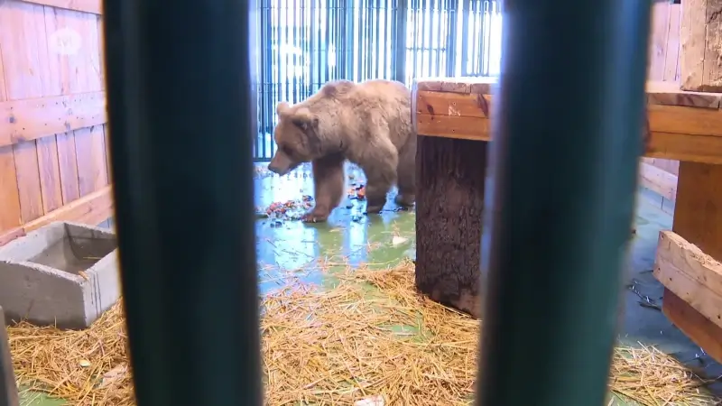 Natuurhulpcentrum vangt beer op die als huisdier gehouden werd in Kazachstan