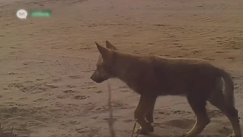 Europees Parlement stemt donderdag over het aanpassen van beschermingsstatus wolf