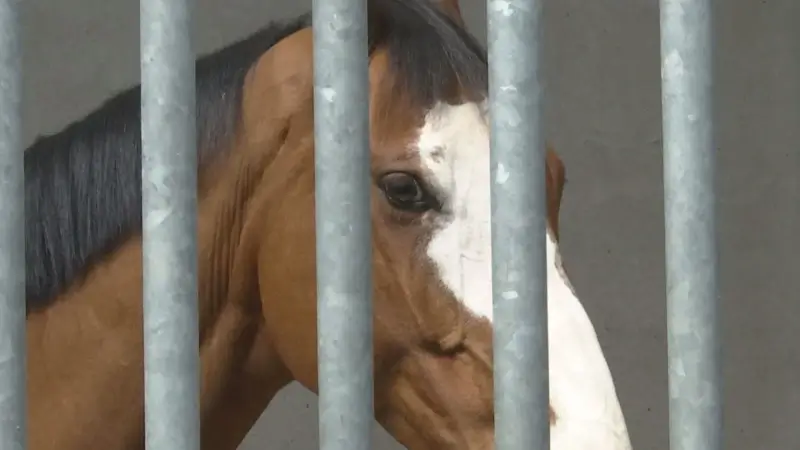 Liefhebbers van over heel de wereld op paardenveiling in Oudsbergen: "Hopelijk halen we de kaap van 1 miljoen euro"