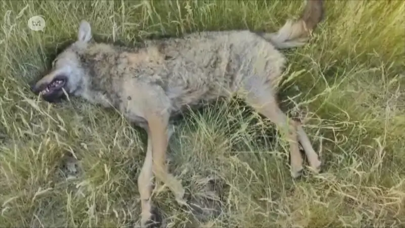 Wolf doodgereden op de Noord-Zuidverbinding in Hechtel-Eksel