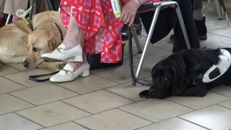 Centrum Voor Geleidehonden Tongeren kweekt zelf geleidehonden en is op zoek naar pleeggezinnen