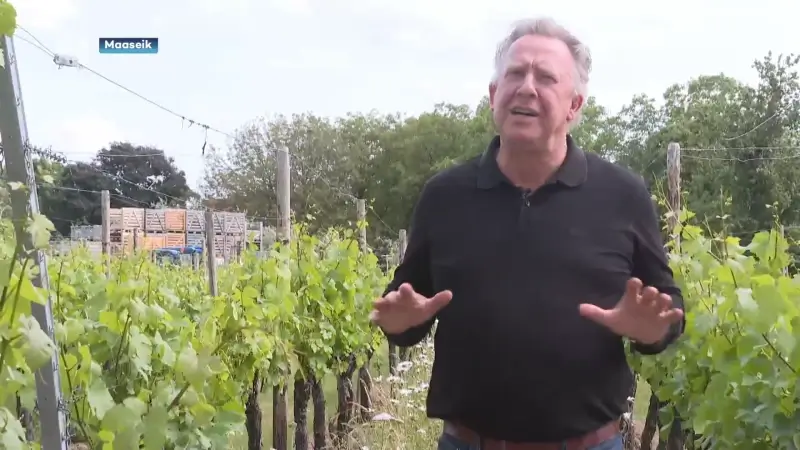 Zes Limburgse wijnen vallen in de prijzen op Belgian Wine Awards: "Limburg is walhalla voor druiven"