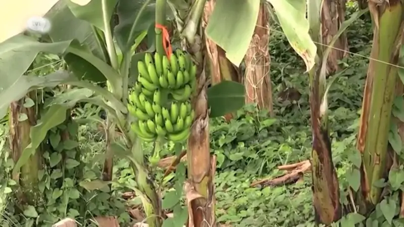 Limburgs fruitverdeler roept op om Chiquita bananen te boycotten: "Ze buiten hun personeel uit"
