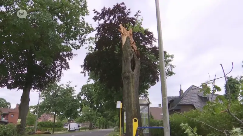 Boom belandt op wagen bij noodweer in Maasmechelen