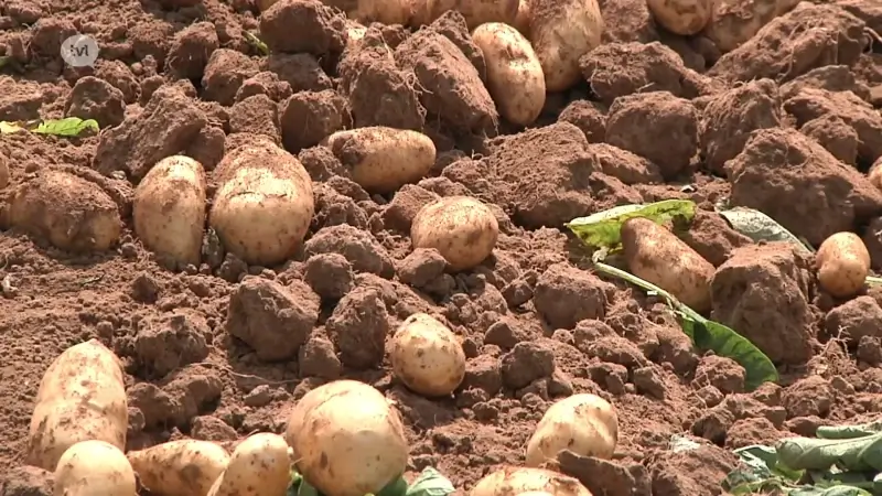 Waarom raadt Hoge Gezondheidsraad aan om regelmatig aardappelen te eten?