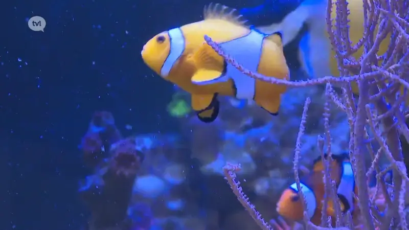 Pelts bedrijf maakt aquariums voor Artis Zoo Amsterdam