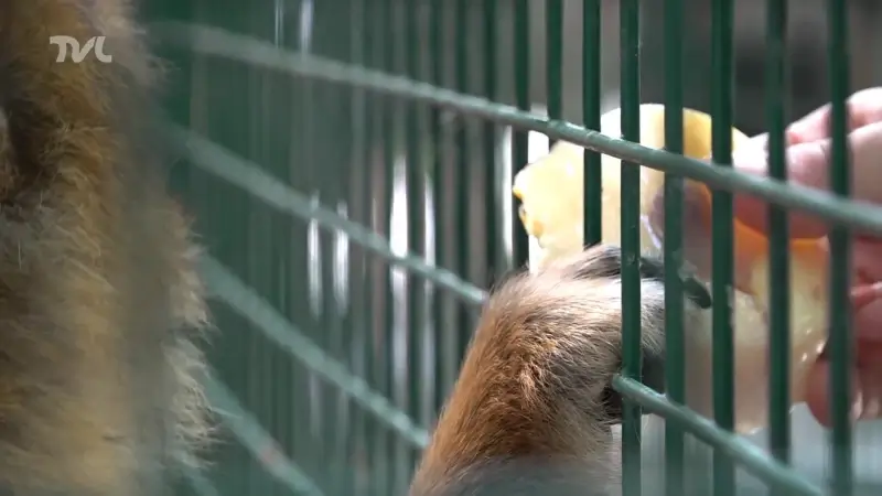 Natuurhulpcentrum deelt ijsjes uit aan dieren