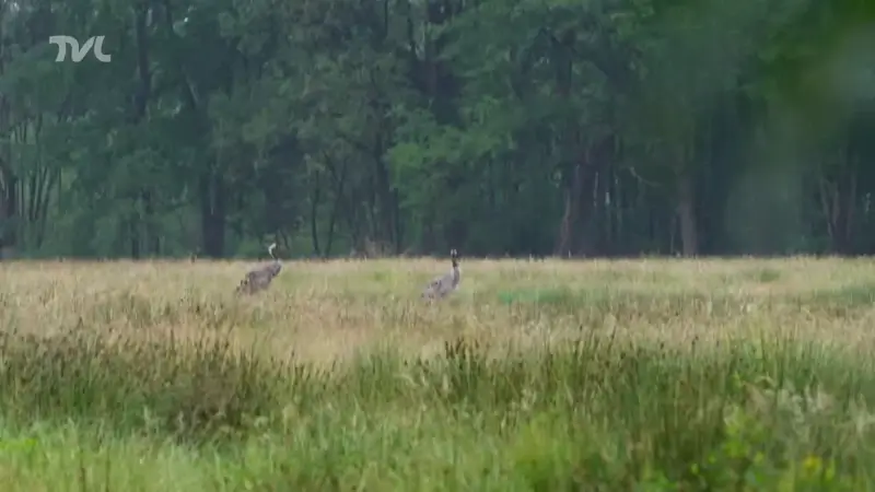 Kraanvogels: drie koppels met een jong gespot in TVL programma Wild van Limburg