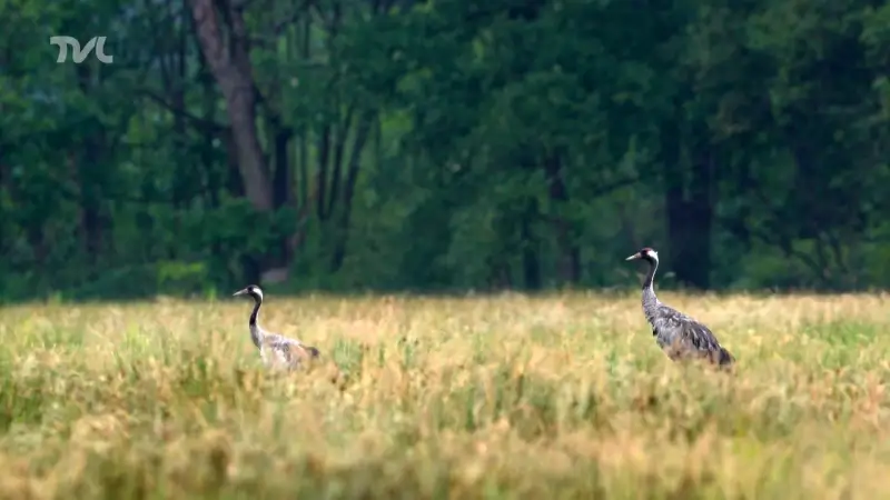 Wild van Limburg: Kraanvogels