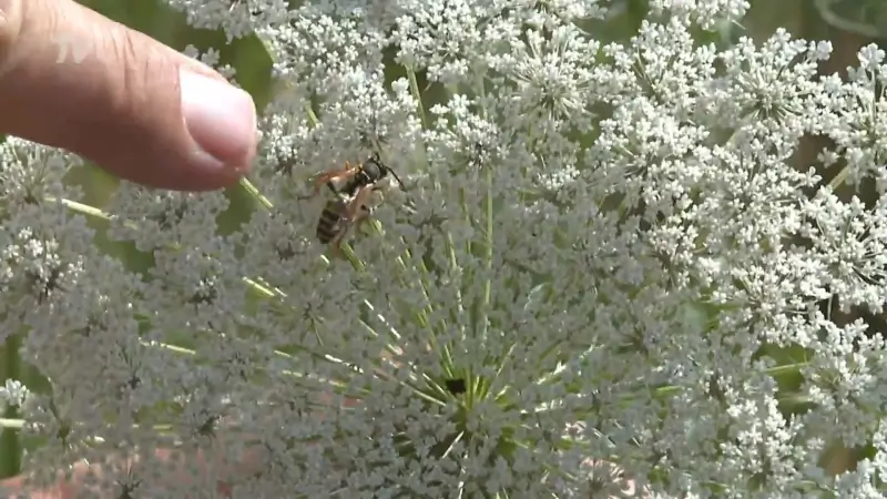 Insectenkenner Peter Berx: "Wespen zijn vroeg en met veel, maar hebben hun nut"