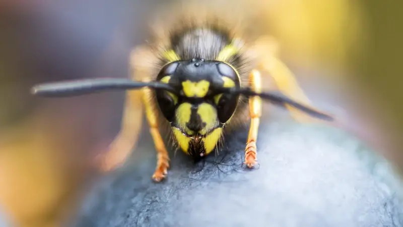 Insectenkenner Peter Berx: "Wespen zijn vroeg en met veel, maar hebben hun nut"
