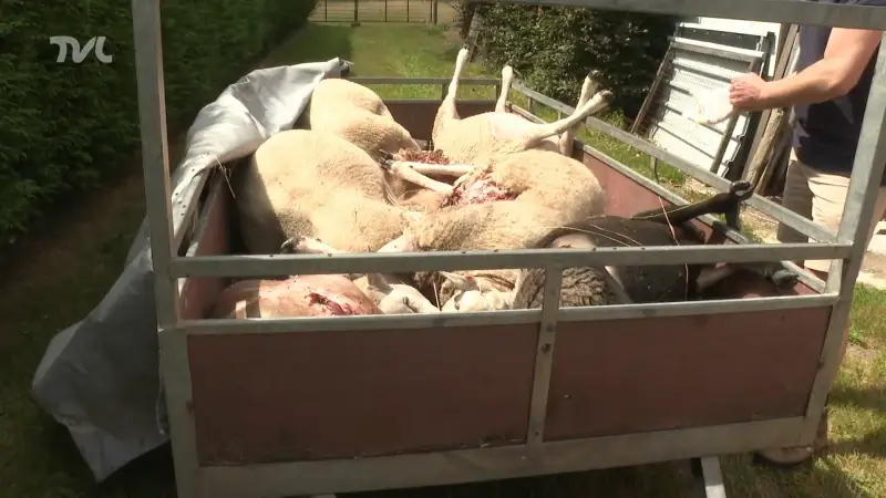 Wolf bijt negen schapen dood in Oudsbergen