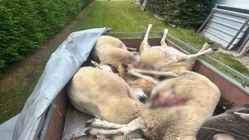 9 schapen in Oudsbergen dood na vermoedelijke wolvenaanval
