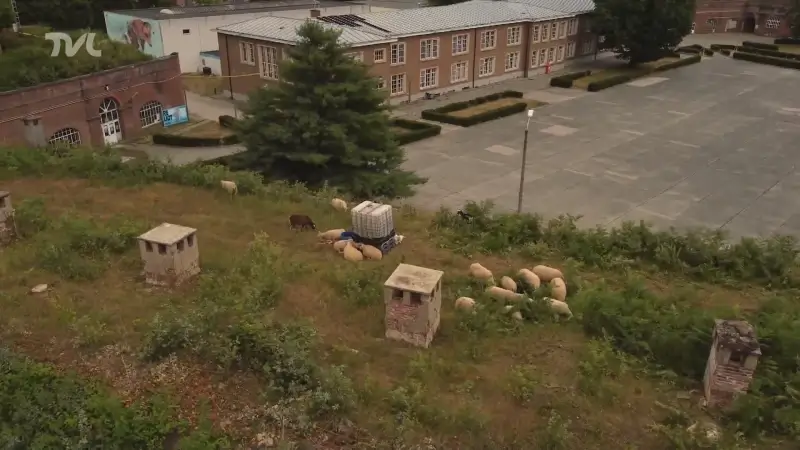 Limburgse herder laat schapen grazen op Citadel Diest