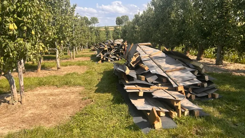 Houten dakconstructie met onderdak gedumpt in perenplantage in Mopertingen