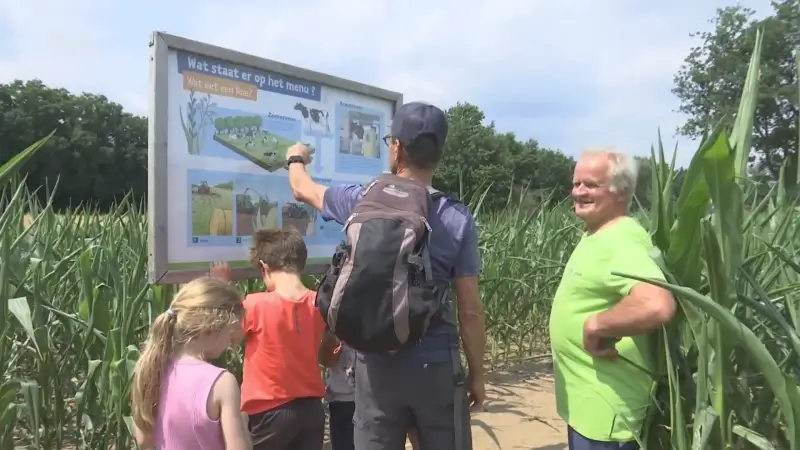 Maïsdoolhof in Peer breidt uit: 3 km aan verdwaalplezier