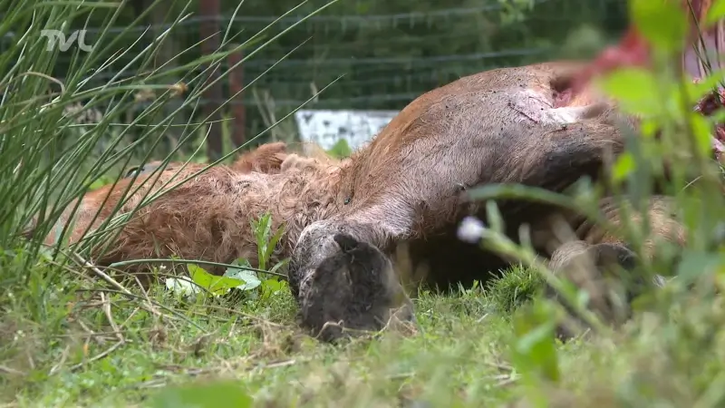 Wolf slaat opnieuw toe in Meeuwen: pony doodgebeten "Aanvallen zullen nog tot najaar duren"