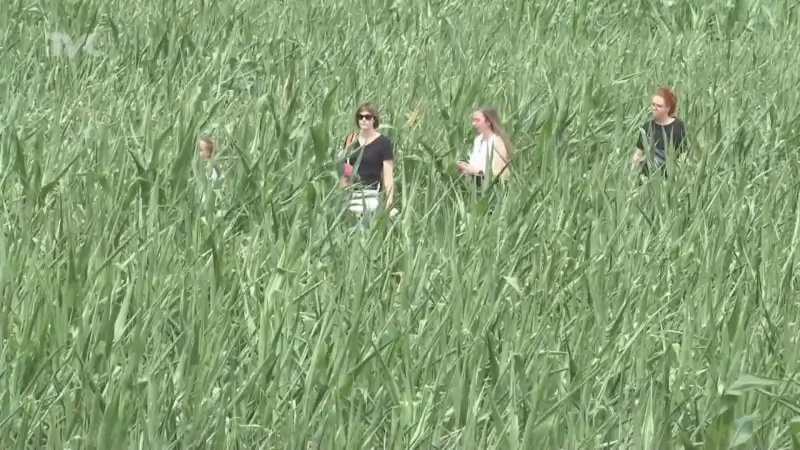 Maïsdoolhof in Peer breidt uit: 3 kilometer aan plezier