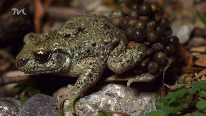 Wild van Limburg: de vroedmeesterpad