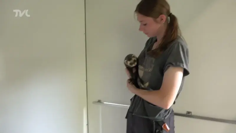 Natuurhulpcentrum zoekt extra vrijwilligers door recorddrukte
