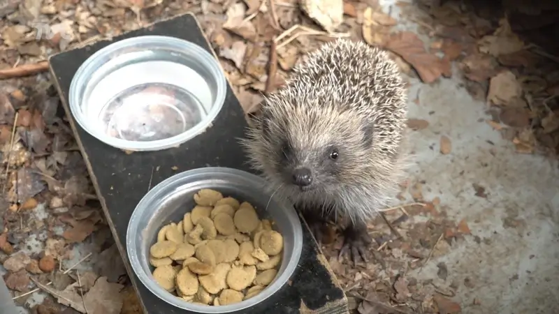 Natuurhulpcentrum zoekt extra vrijwilligers door recorddrukte