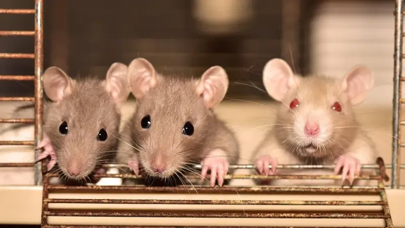 Rattenopvang Ratopia in Lummen krijgt voor het eerst subsidies van Vlaanderen