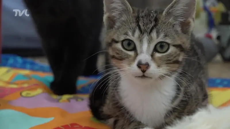 Kattenasielen vragen meer controles op sterilisatie van katten