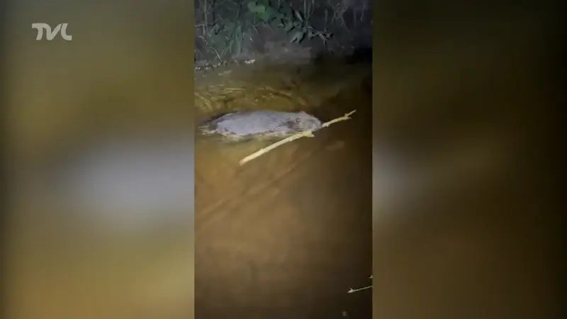 Chiro staat oog in oog met bever op kamp in Opoeteren