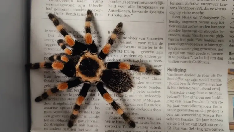 Mexicaanse roodknievogelspin duikt op in keuken in As