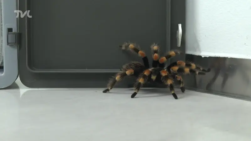 Vrouw vindt vogelspin in haar keuken in As
