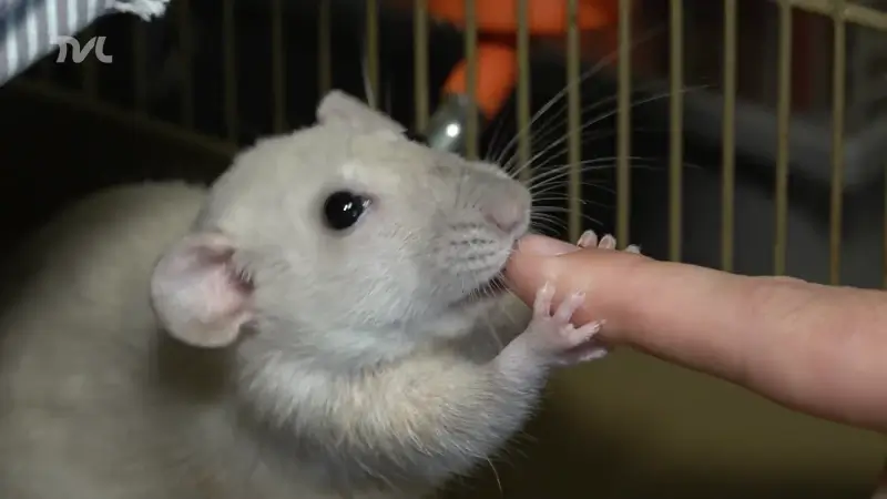 Lummen heeft enige rattenopvang van België
