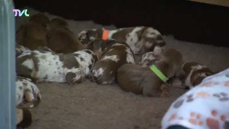 Teckel Mupke uit Zonhoven krijgt maar liefst 10 pups