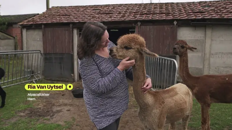 Ria Van Uytsel Alpacafokker Ham