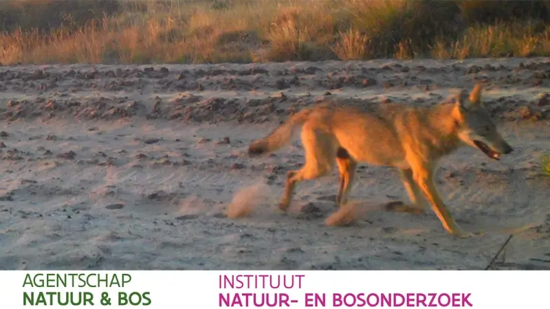 Nieuwe wolf opgedoken in Bosland